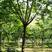 邳州市朴树，丛生朴树，朴树，20公分15公分，25公分