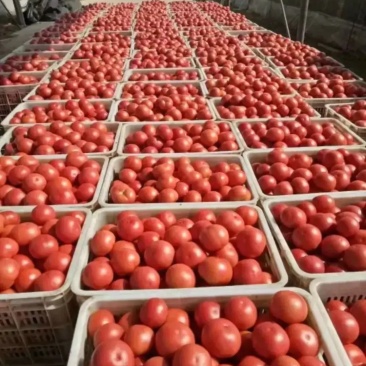 河北万亩西红柿基地直发货源充足质量保证诚信买卖