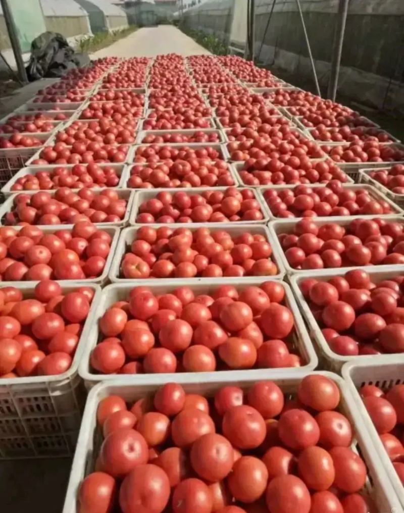 河北万亩西红柿基地直发货源充足质量保证诚信买卖