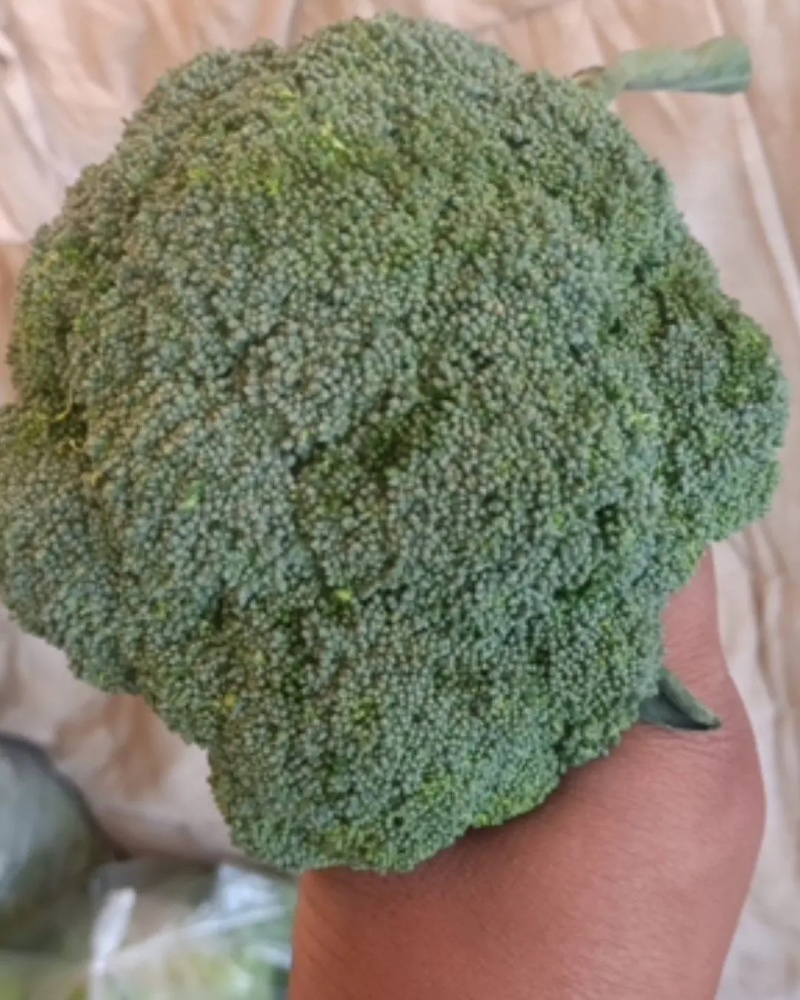 精品西兰花基地直销质量保证诚信经营
