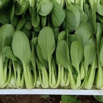精品上海青油菜产地直销实力代办对接商超团购