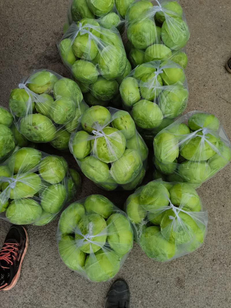 苤蓝，质量挺好，刚刚上市，货源充足，可以提供各种包装