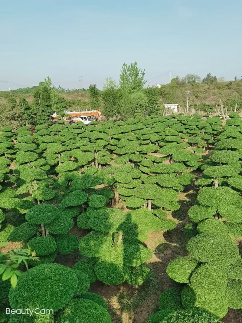 对节白蜡，一手货源，京山本地苗，质量保证。