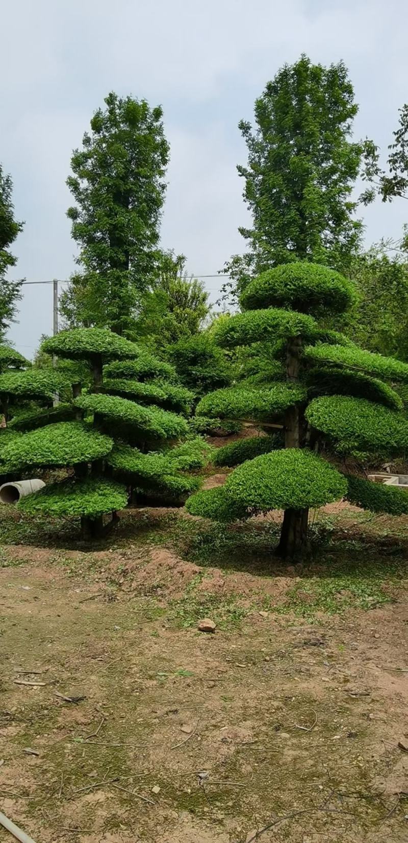 对节白蜡，一手货源，京山本地苗，质量保证。
