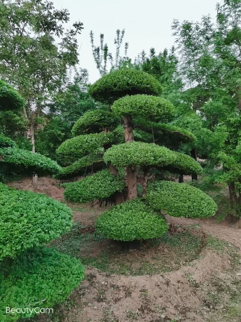 对节白蜡，一手货源，京山本地苗，质量保证。