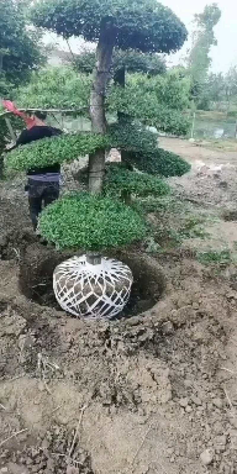 对节白蜡，一手货源，京山本地苗，质量保证。
