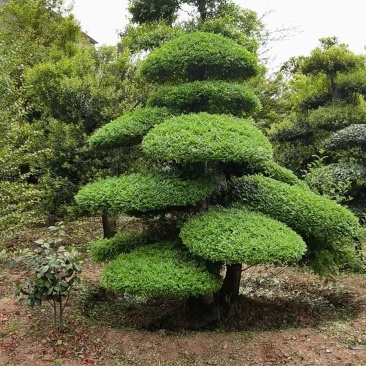 对节白蜡，一手货源，京山本地苗，质量保证。