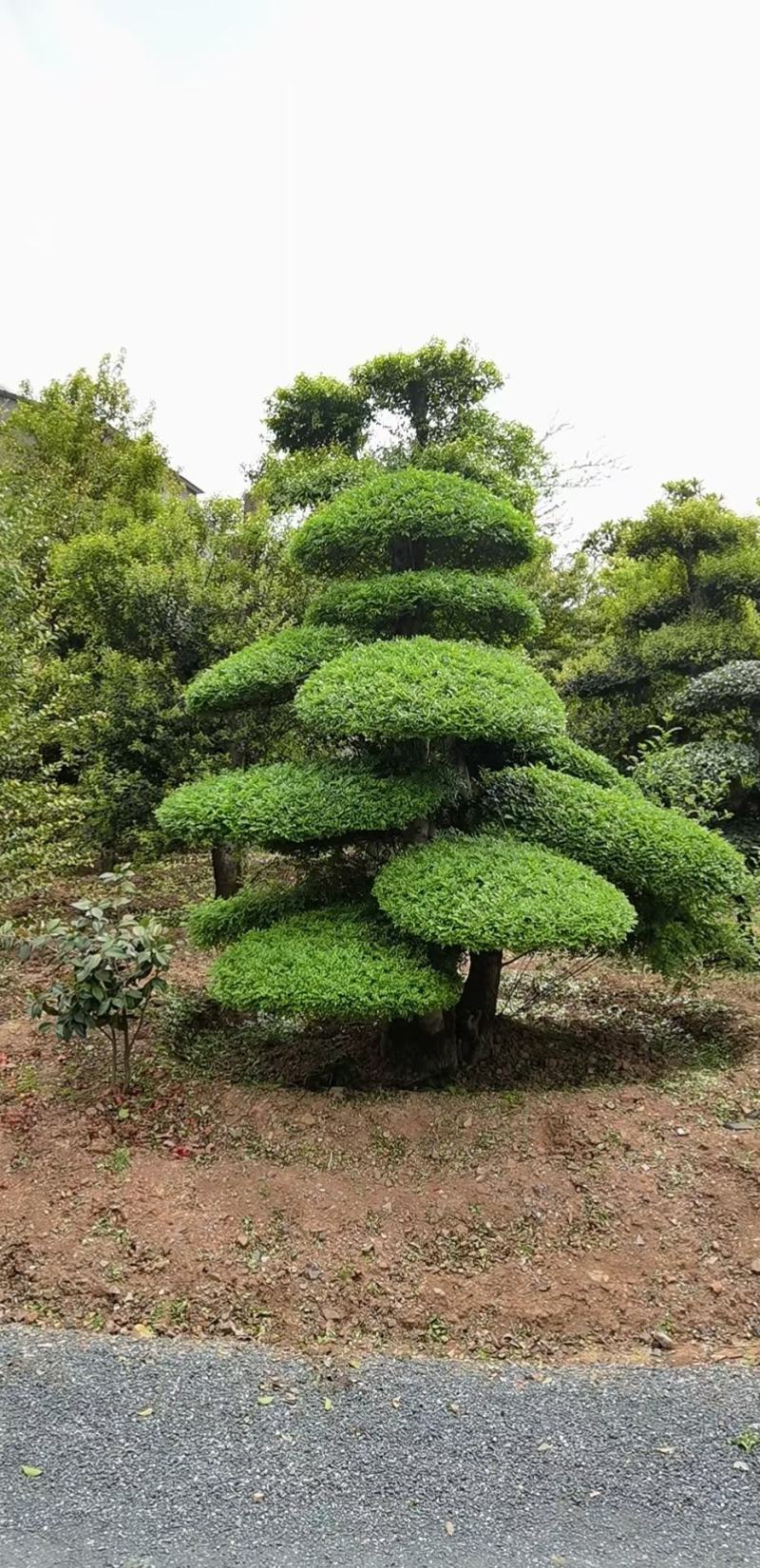 对节白蜡，一手货源，京山本地苗，质量保证。