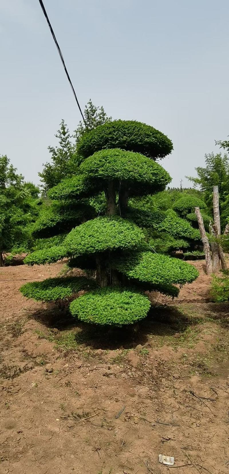 对节白蜡，一手货源，京山本地苗，质量保证。