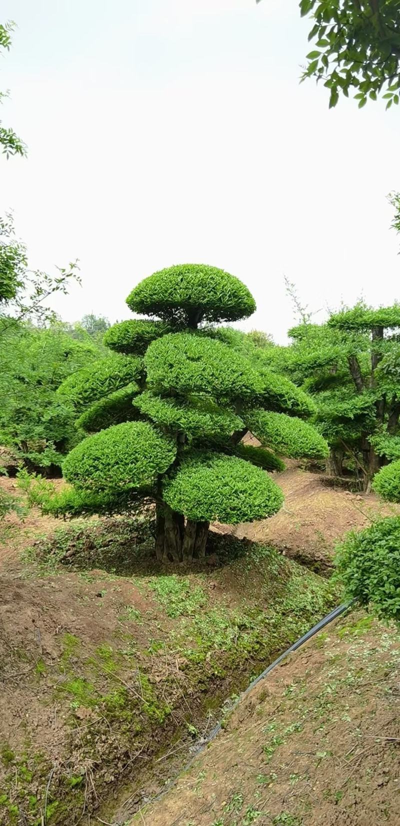 对节白蜡，一手货源，京山本地苗，质量保证。