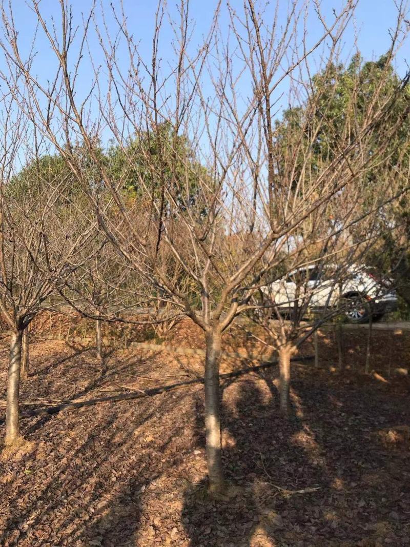 12公分樱花，一手货源，京山本地苗，质量保证。