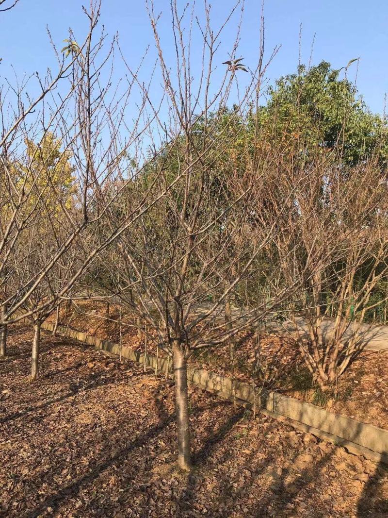 12公分樱花，一手货源，京山本地苗，质量保证。