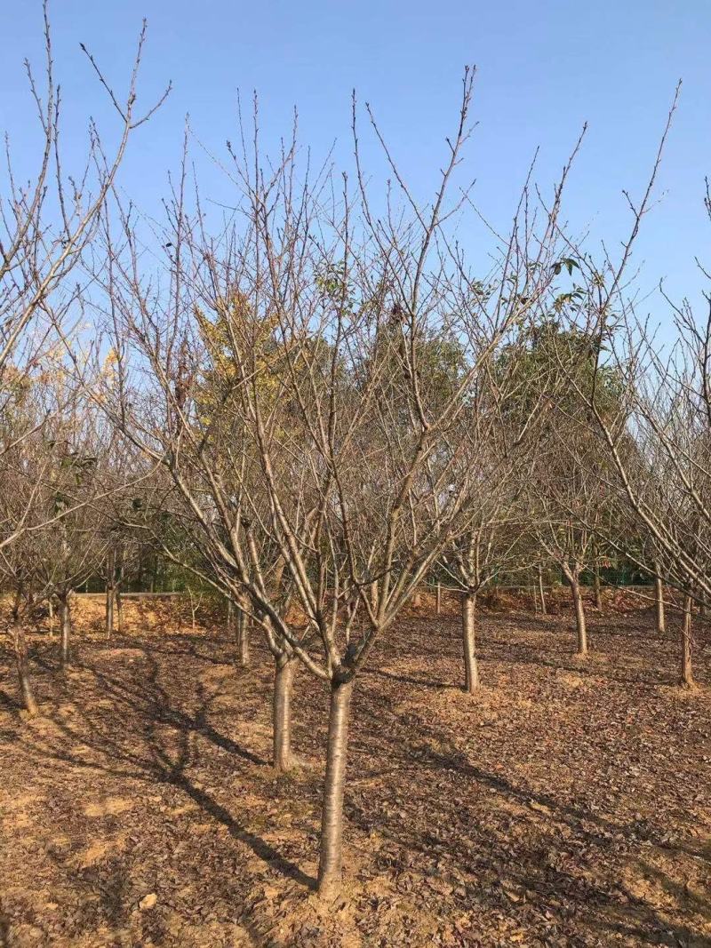 12公分樱花，一手货源，京山本地苗，质量保证。