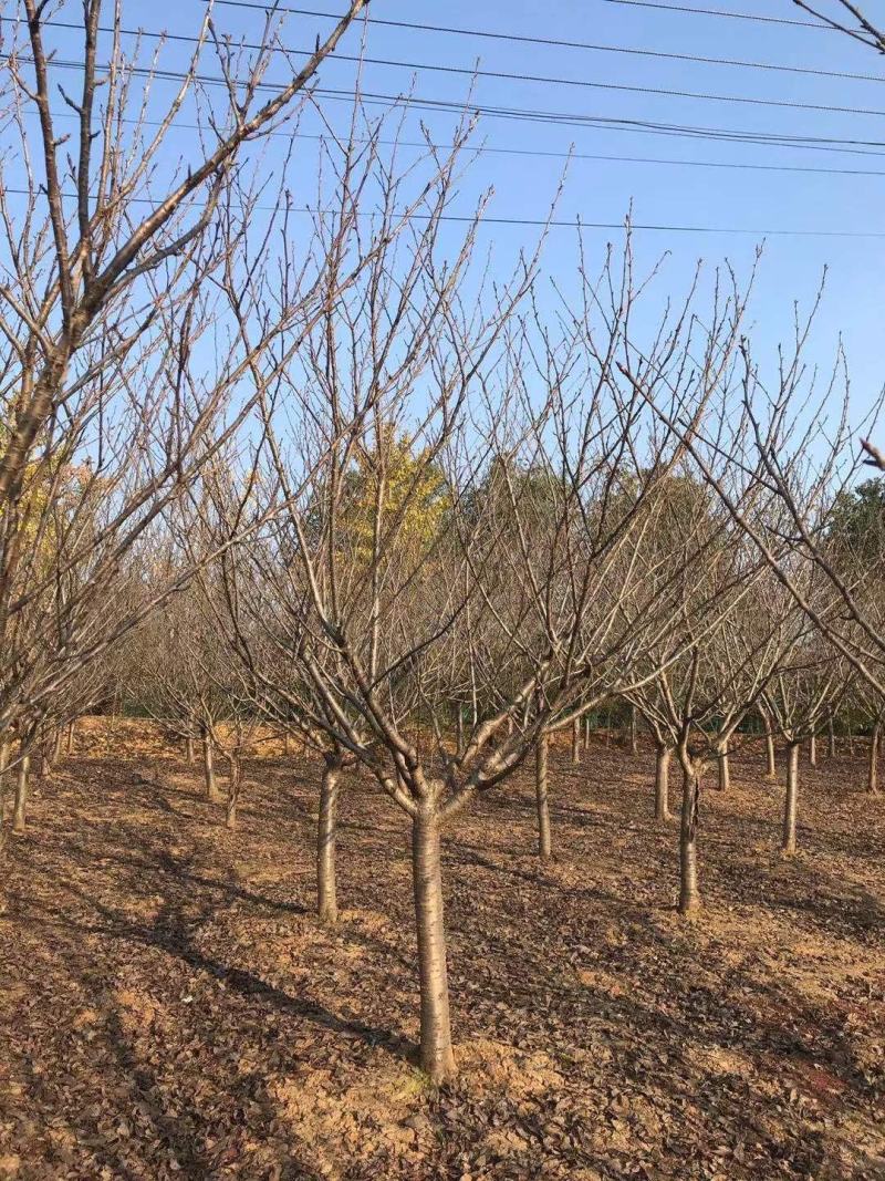 12公分樱花，一手货源，京山本地苗，质量保证。