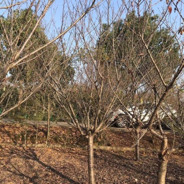 12公分樱花，一手货源，京山本地苗，质量保证。