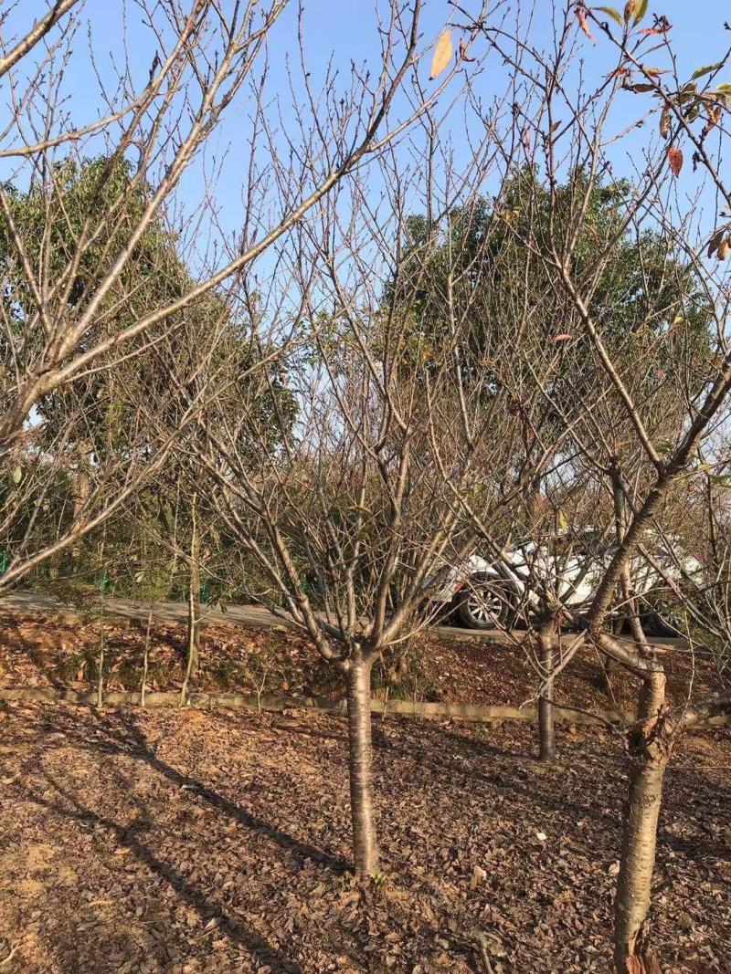 12公分樱花，一手货源，京山本地苗，质量保证。