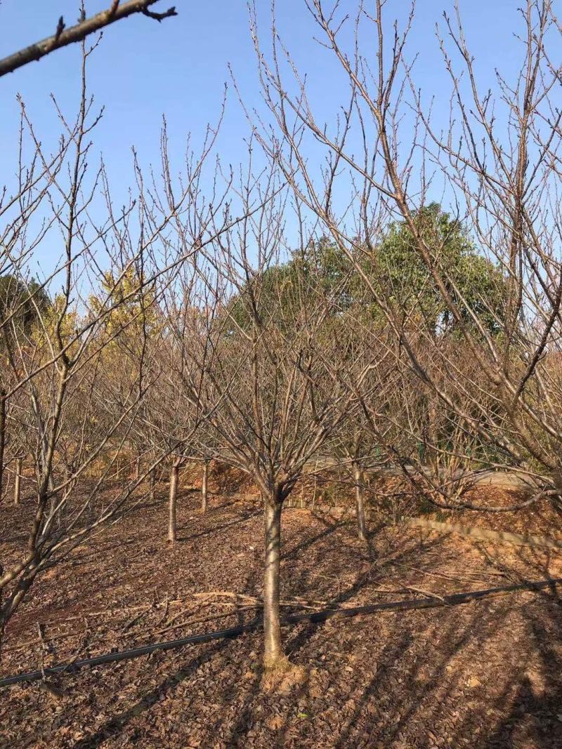 12公分樱花，一手货源，京山本地苗，质量保证。