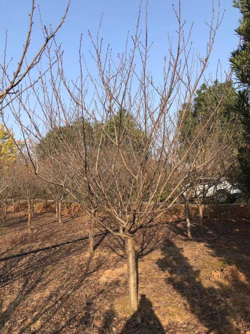 12公分樱花，一手货源，京山本地苗，质量保证。