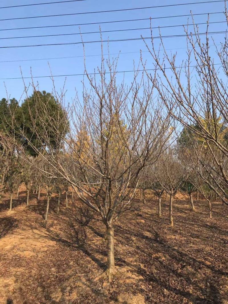 12公分樱花，一手货源，京山本地苗，质量保证。