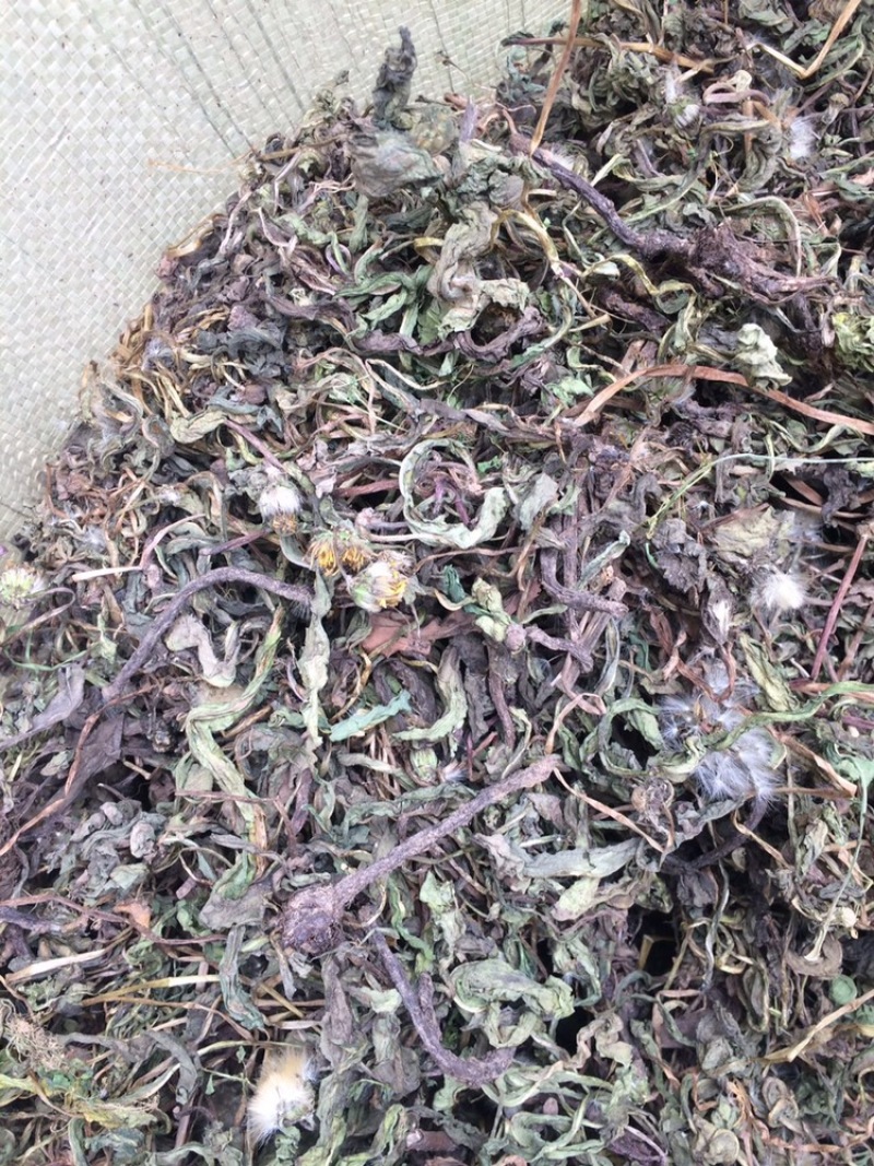 蒲公英根（纯野生黑根、含量高、做茶和饮片的佳品）