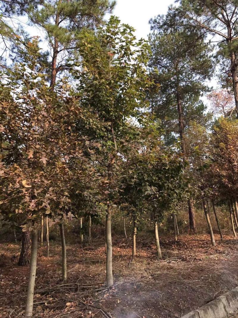 12公分枫香，一手货源，京山本地苗，质量保证。