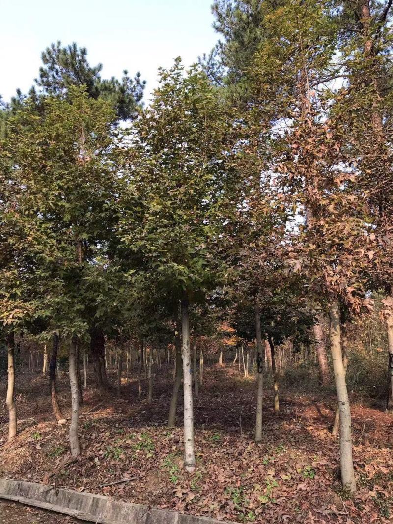 12公分枫香，一手货源，京山本地苗，质量保证。