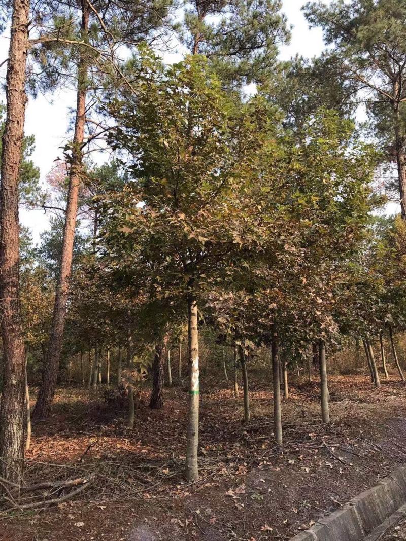 12公分枫香，一手货源，京山本地苗，质量保证。