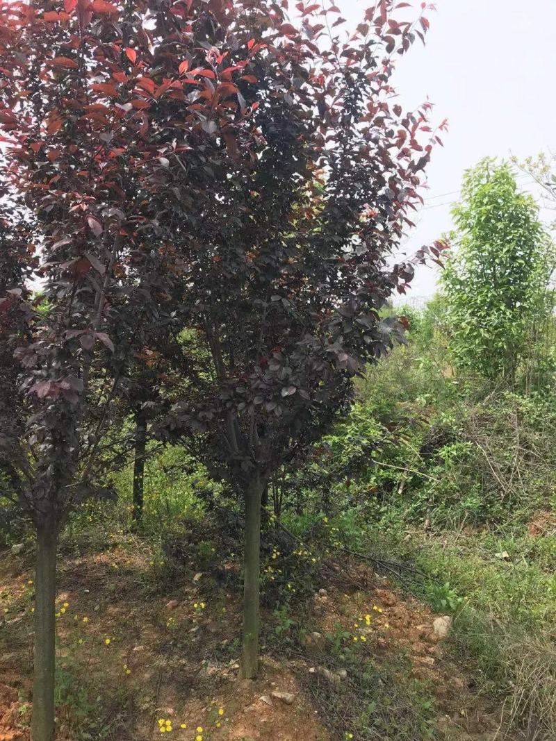 8-10公分红叶李，一手货源，京山本地苗，质量保证。