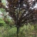 8-10公分红叶李，一手货源，京山本地苗，质量保证。