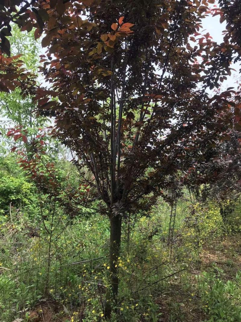 8-10公分红叶李，一手货源，京山本地苗，质量保证。