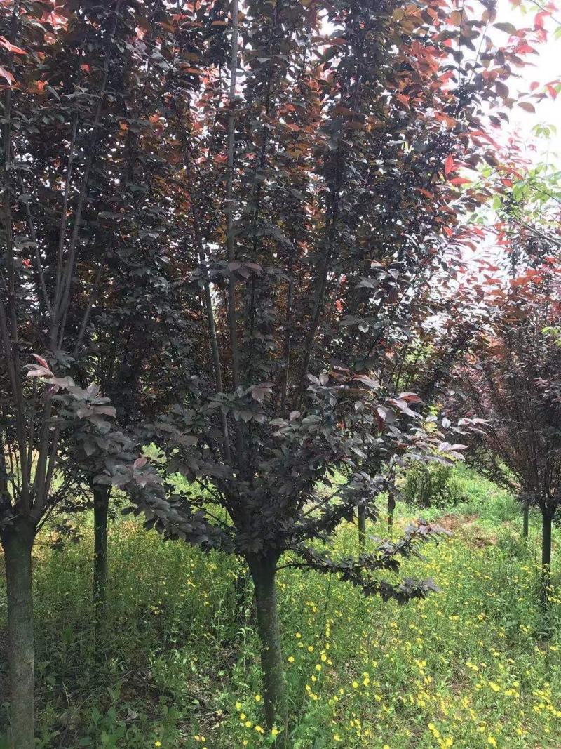8-10公分红叶李，一手货源，京山本地苗，质量保证。