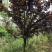 8-10公分红叶李，一手货源，京山本地苗，质量保证。