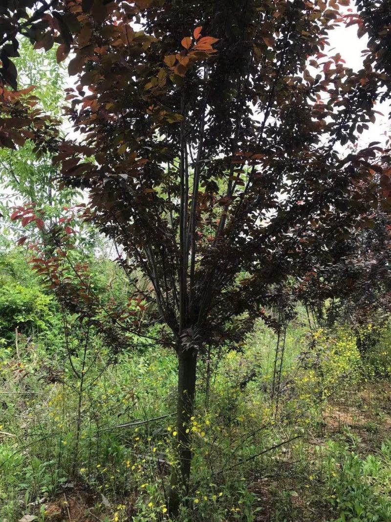 8-10公分红叶李，一手货源，京山本地苗，质量保证。