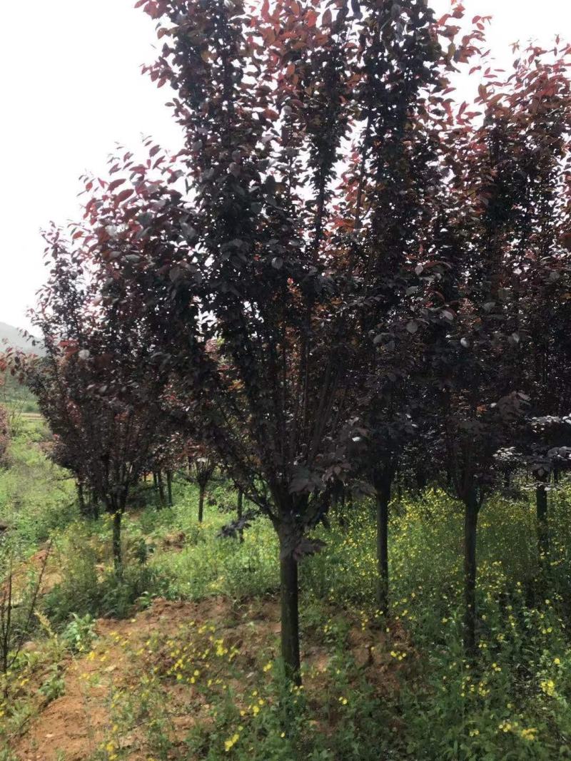 8-10公分红叶李，一手货源，京山本地苗，质量保证。