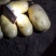 大量供应土豆沙土地源头种植基地无差价质优价廉