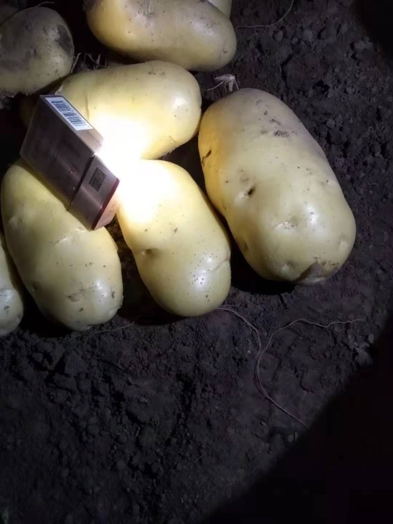 大量供应土豆沙土地源头种植基地无差价质优价廉
