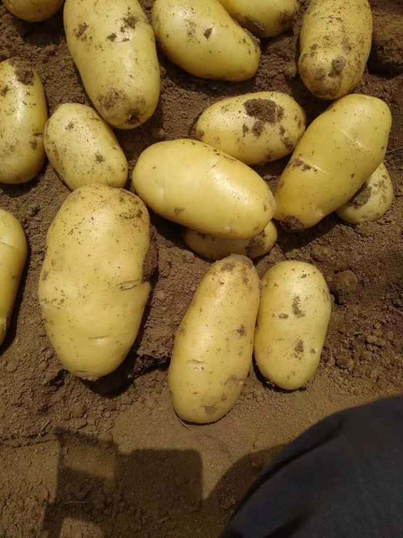 大量供应土豆沙土地源头种植基地无差价质优价廉