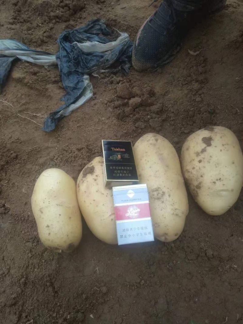 大量供应土豆沙土地源头种植基地无差价质优价廉