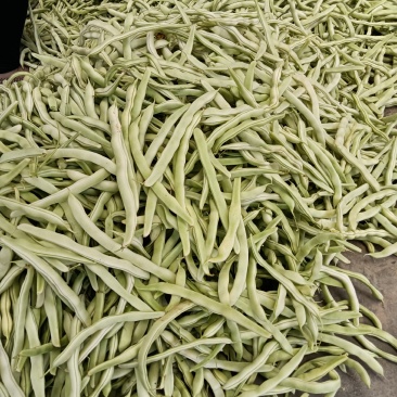 白不老大量上市中