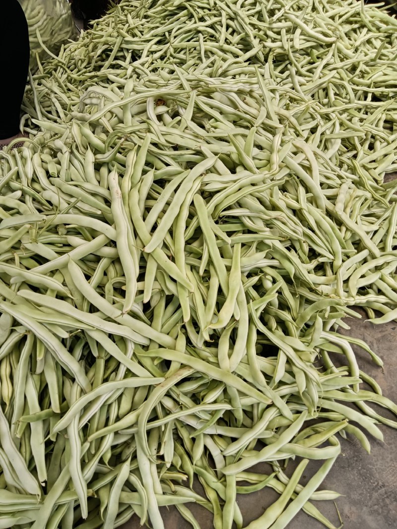 白不老大量上市中