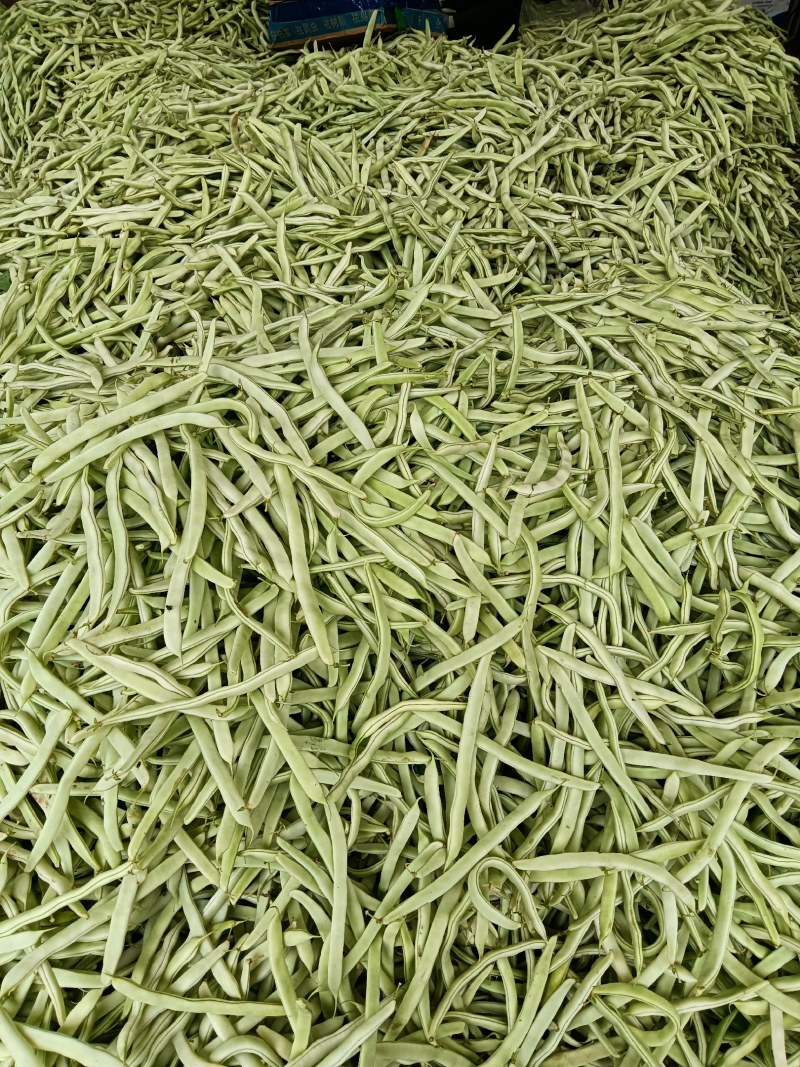 白不老大量上市中