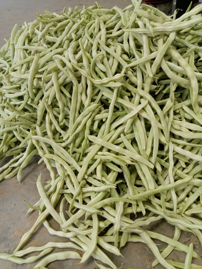 白不老大量上市中