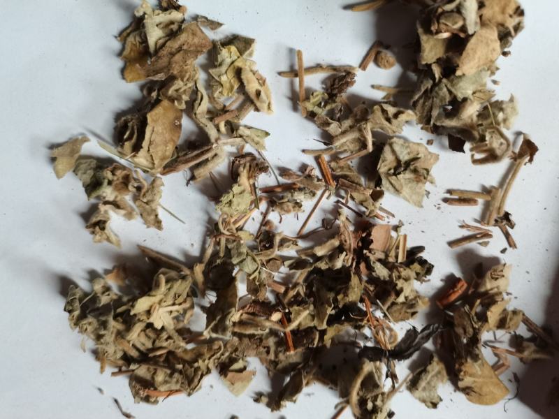 寻骨风批发品种齐全各种中药材批发大货供应