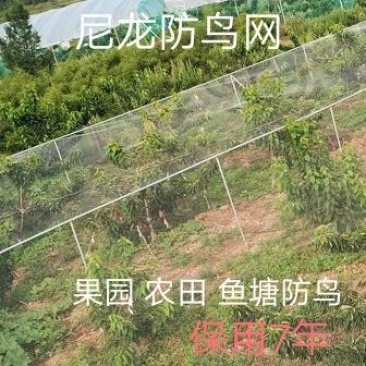 尼龙防鸟网天网果园农田鱼塘养殖防鸟网拦鸟网按斤销售