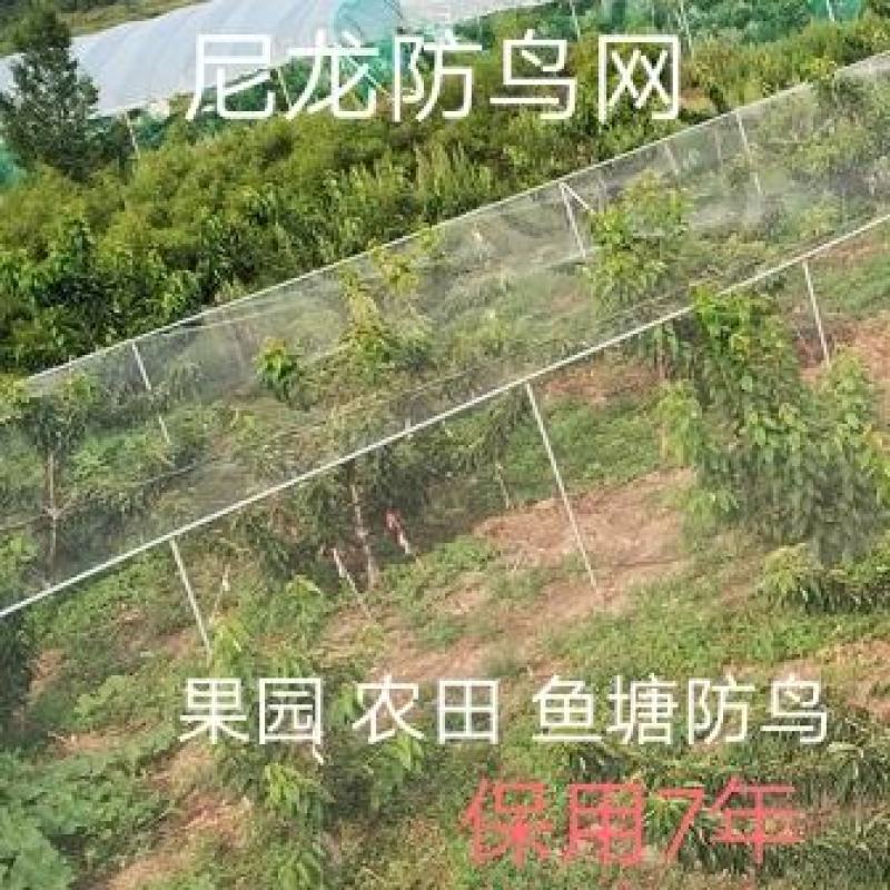 尼龙防鸟网天网果园农田鱼塘养殖防鸟网拦鸟网按斤销售