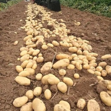 大量供应土豆沙土地源头种植基地无差价质优价廉