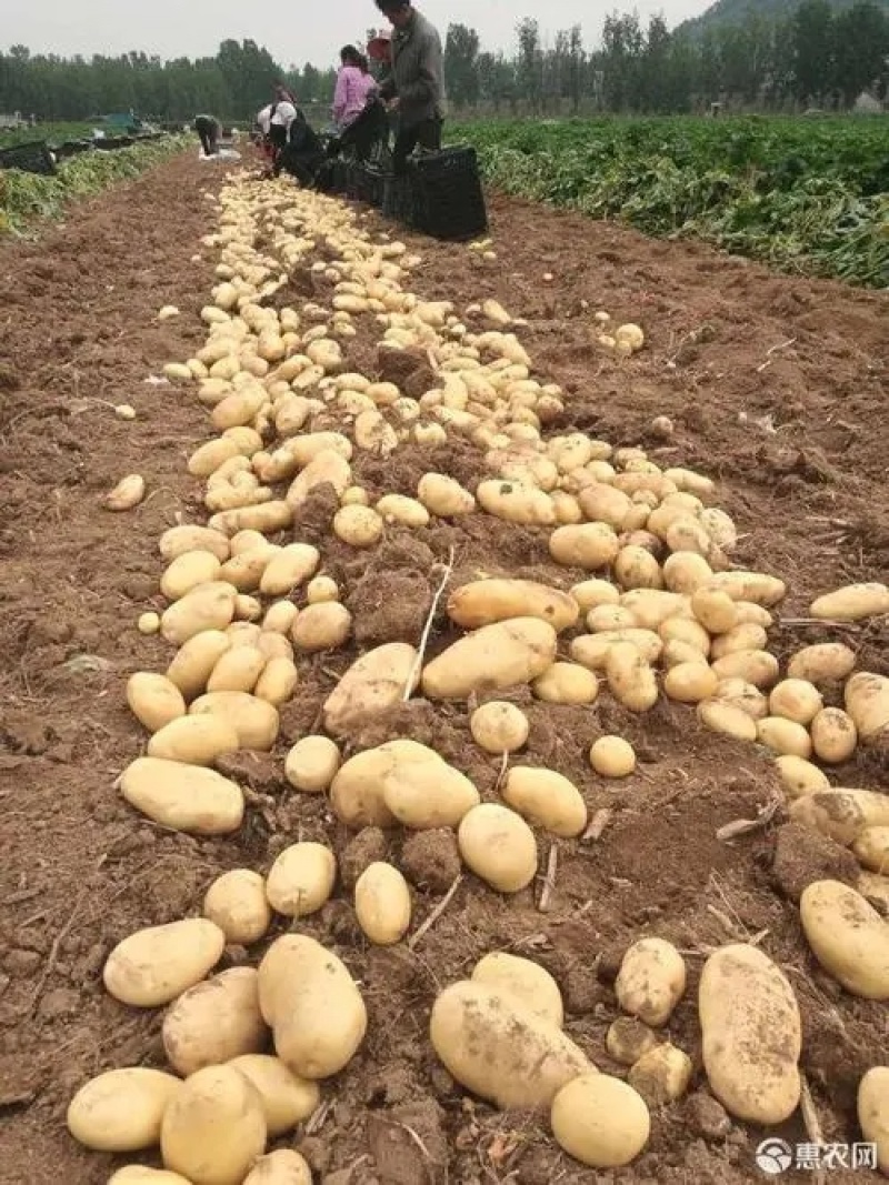 大量供应土豆沙土地源头种植基地无差价质优价廉