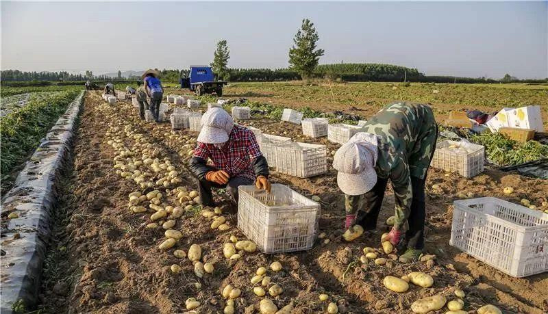 大量供应土豆沙土地源头种植基地无差价质优价廉