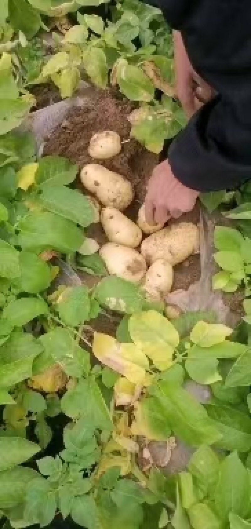 山东青岛平度土豆大量有货，欢迎各位老板前来实地考察