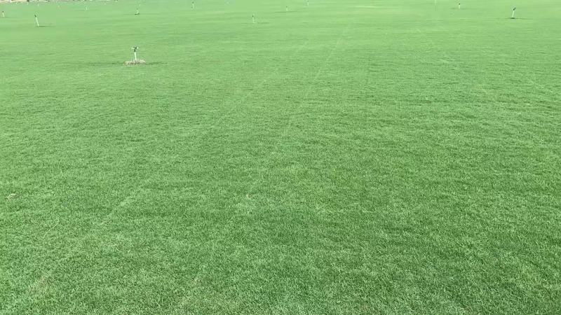 草皮，马尼拉，百慕大，高羊毛，黑麦草混播